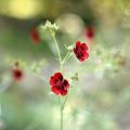 Blutrotes Fingerkraut - Potentilla atrosanguinea