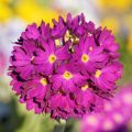 Primula denticulata Rubin - Kugelprimel