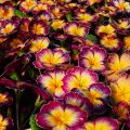 Primula Rambo F1 Purple Flame - Kissenprimel