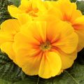 Primula Rambo F1 Yellow Gold - Kissenprimel