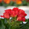 Primula Rosebud F1 Red Shades - Kissenprimel