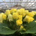 Primula Rosebud F1 Light yellow - Kissenprimel