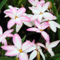 Rhodohypoxis Fairy Kisses - Grasstern