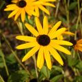 Gemeiner Sonnenhut Goldsturm - Rudbeckia fulgida