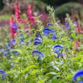 Salvia patens - Sauge gentiane