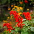 Salvia hybrida Ember's Wish - Salbei