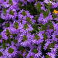 Scaevola aemula Blue Touch - Blaue Fächerblume