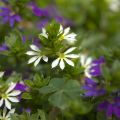 Scaevola aemula Surdiva Blanc - Blaue Fächerblume