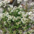 Sedum album Coral Carpet - Orpin blanc