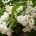 Edelflieder Comtesse D'harcourt - Syringa vulgaris