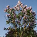 Edelflieder Katherine Havemeyer - Syringa vulgaris