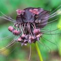 Tacca chantrieri - Fledermausblume