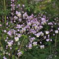 Thalictrum delavayi - Pigamon