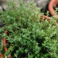 Thym d'hiver en plants - Thym commun en plants