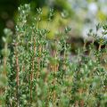 Thym de Provence  - Thymus vulgaris