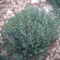 Thym d'hiver en plants - Thym commun en plants