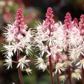 Tiarelle - Tiarella SUGAR AND SPICE