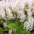 Tiarella Tiger Stripe - Schaumblüte