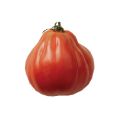 Tomate Liguria