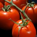 Tomate Premio F1 en plants - Tomate-grappe