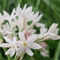 Tulbaghia violacea Pearl - Tulbaghie