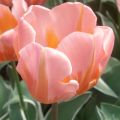 Triumph-Tulpe Pretty Princess