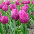 Tulipe Triomphe Purple Flag