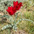 Tulipe botanique eichleri