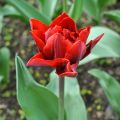 Späte Gefüllte Tulpe Red Princess