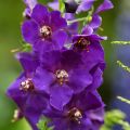 Verbascum phoeniceum Violetta - Violette Königskerze