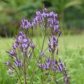 Verveine - Verbena hastata