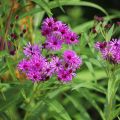 Vernonia crinita Vernonia crinita - Scheinaster