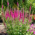 Ähriger Ehrenpreis Rotfuchs - Veronica spicata