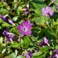 Kleines Immergrün Atropurpurea - Vinca minor