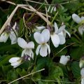 Violette odorante, Viola odorata Alba