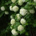 Gewöhnlicher Schneeball Roseum - Viburnum opulus