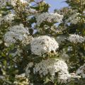 Lorbeerblättriger Schneeball - Viburnum tinus