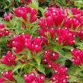 Weigela Picobella Rosso