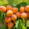 Aprikose Fruit Me Apricot Me Pending - Prunus armeniaca