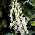 Aconitum napellus Album - Blauer Eisenhut