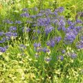 Agapanthus Hybride Headbourne Blue - Schmucklilie