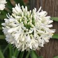 Agapanthus umbellatus Albus - Schmucklilie