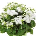 Ageratum Cushion White - Leberbalsam