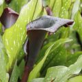 Zantedeschia Schwartzwalder - Calla