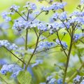 Brunnera macrophylla - Kaukasus-Vergißmeinnicht