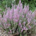 Besenheide Silver Knight - Calluna vulgaris