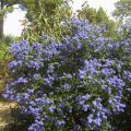 Ceanothus thyrsiflorus repens - Lilas de Californie