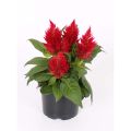 Celosia spicata Kelos Fire Red - Brandschopf