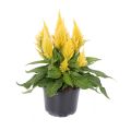 Celosia spicata Kelos Fire Yellow - Brandschopf