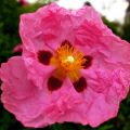 Cistus purpureus - Ciste pourpre